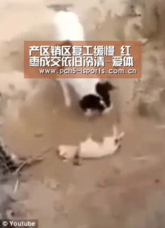 爱体育入口